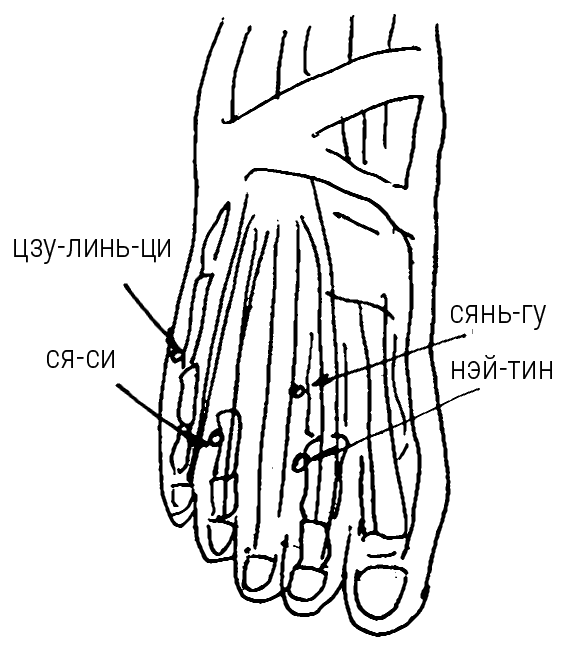Иллюстрация к книге — Большой самоучитель исцеляющих точек. Подробный атлас, приемы и упражнения [i_084.jpg]