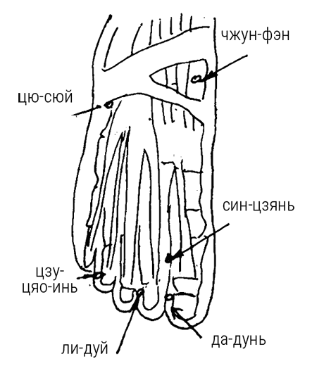 Иллюстрация к книге — Большой самоучитель исцеляющих точек. Подробный атлас, приемы и упражнения [i_120.jpg]