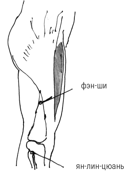 Иллюстрация к книге — Большой самоучитель исцеляющих точек. Подробный атлас, приемы и упражнения [i_140.jpg]