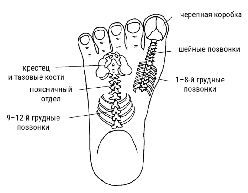 Иллюстрация к книге — Большой самоучитель исцеляющих точек. Подробный атлас, приемы и упражнения [i_168.jpg]