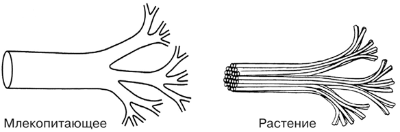 Иллюстрация к книге — Масштаб. Универсальные законы роста, инноваций, устойчивости и темпов жизни организмов, городов, экономических систем и компаний [i_022.jpg]