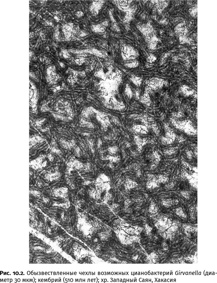 Иллюстрация к книге — Сотворение Земли. Как живые организмы создали наш мир [i_021.jpg]