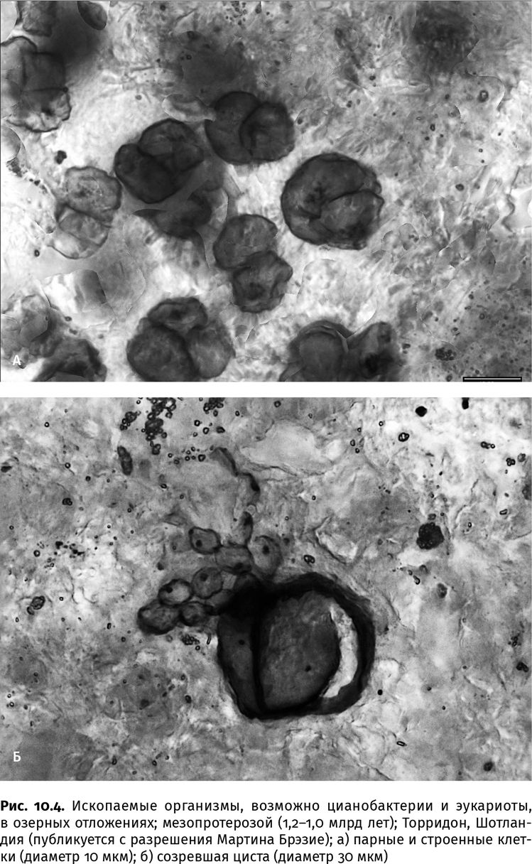 Иллюстрация к книге — Сотворение Земли. Как живые организмы создали наш мир [i_023.jpg]