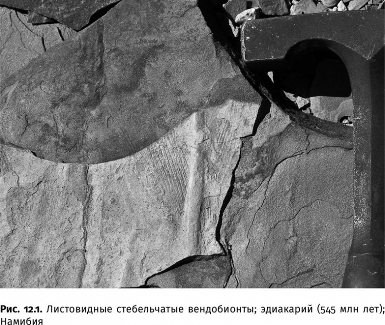 Иллюстрация к книге — Сотворение Земли. Как живые организмы создали наш мир [i_025.jpg]