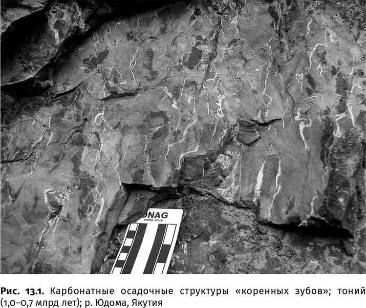 Иллюстрация к книге — Сотворение Земли. Как живые организмы создали наш мир [i_026.jpg]