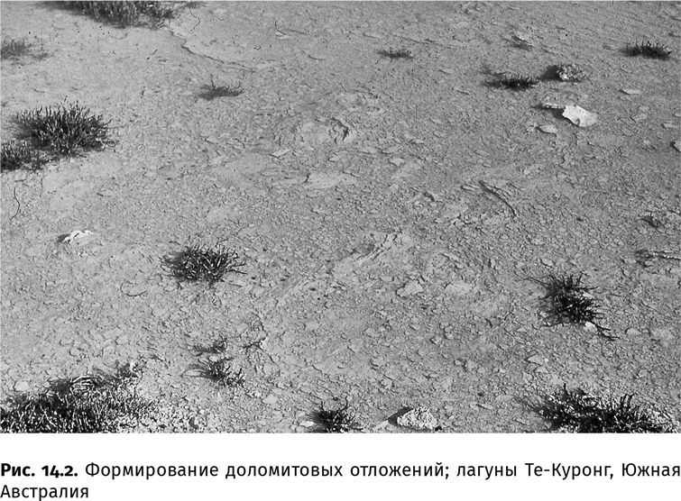 Иллюстрация к книге — Сотворение Земли. Как живые организмы создали наш мир [i_031.jpg]