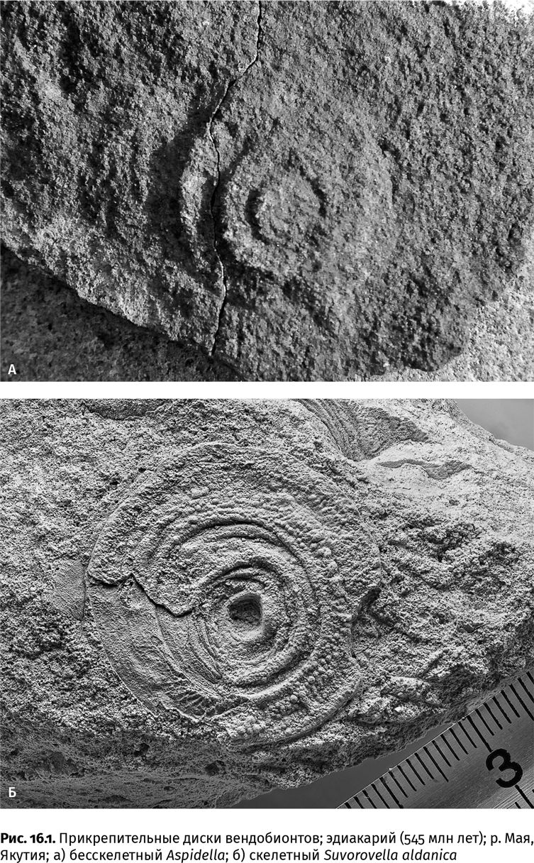 Иллюстрация к книге — Сотворение Земли. Как живые организмы создали наш мир [i_035.jpg]