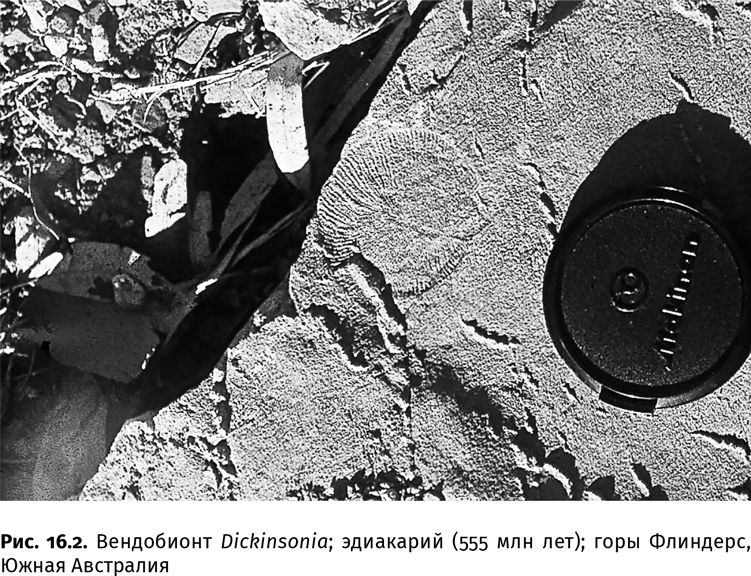 Иллюстрация к книге — Сотворение Земли. Как живые организмы создали наш мир [i_036.jpg]