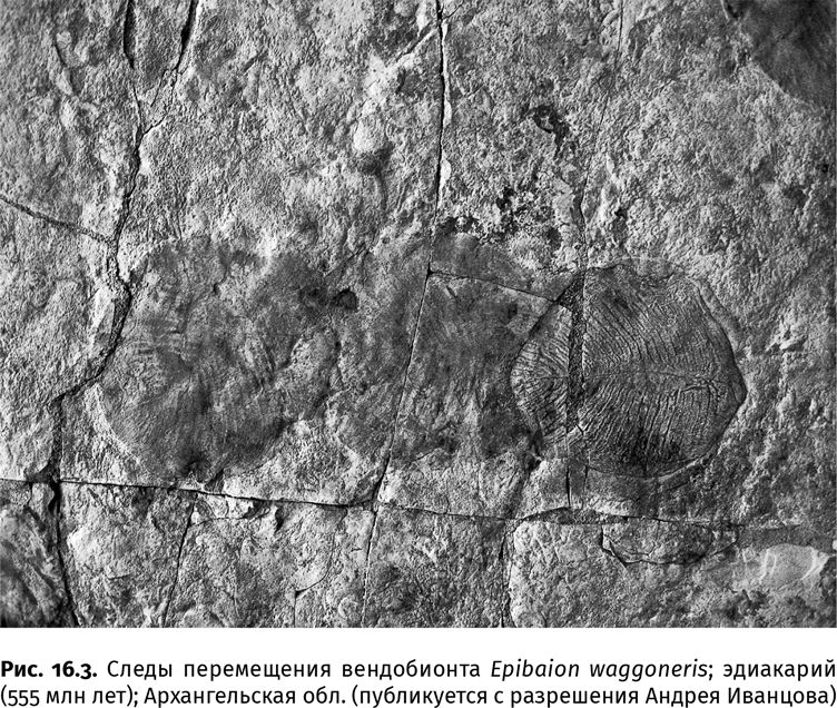 Иллюстрация к книге — Сотворение Земли. Как живые организмы создали наш мир [i_037.jpg]