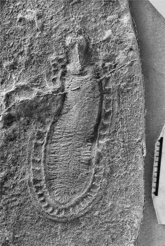 Иллюстрация к книге — Сотворение Земли. Как живые организмы создали наш мир [i_038.jpg]