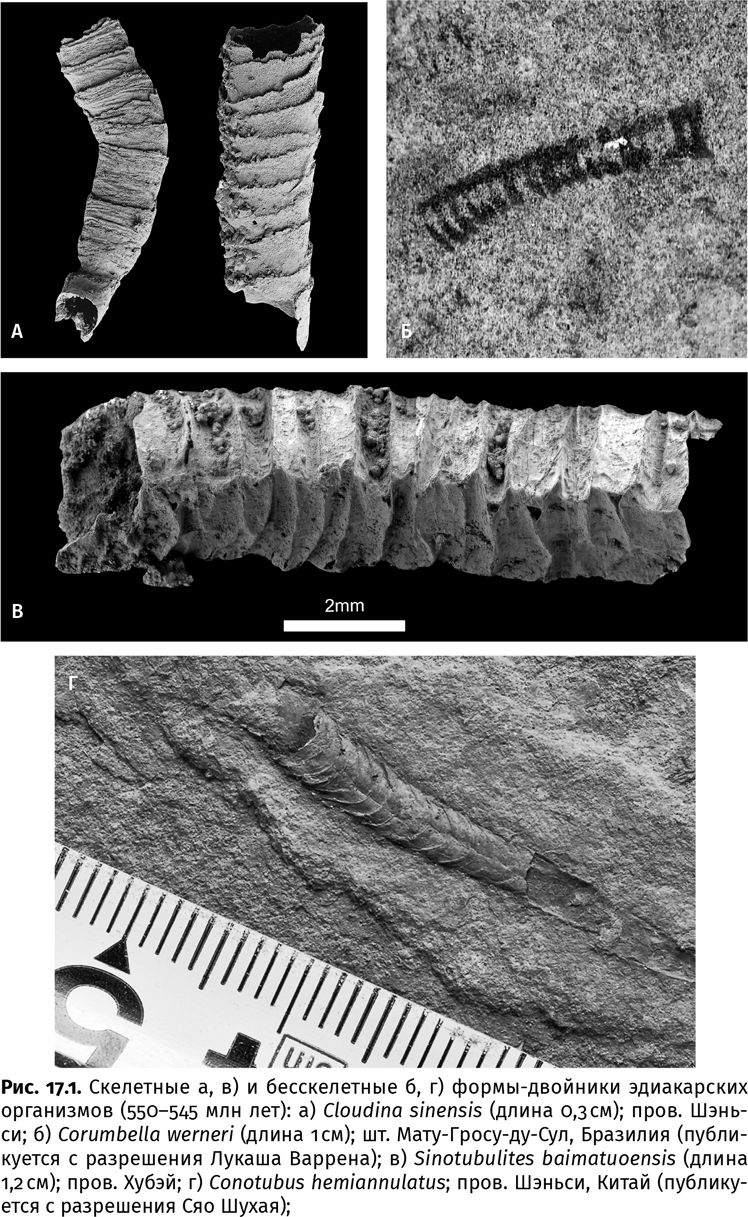 Иллюстрация к книге — Сотворение Земли. Как живые организмы создали наш мир [i_041.jpg]