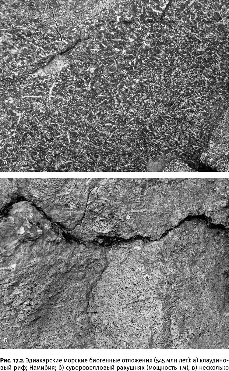 Иллюстрация к книге — Сотворение Земли. Как живые организмы создали наш мир [i_042.jpg]