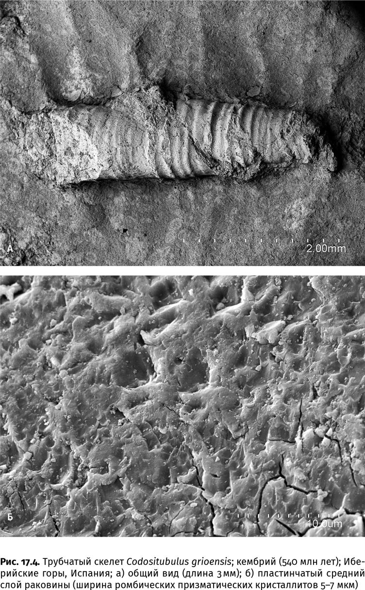 Иллюстрация к книге — Сотворение Земли. Как живые организмы создали наш мир [i_046.jpg]