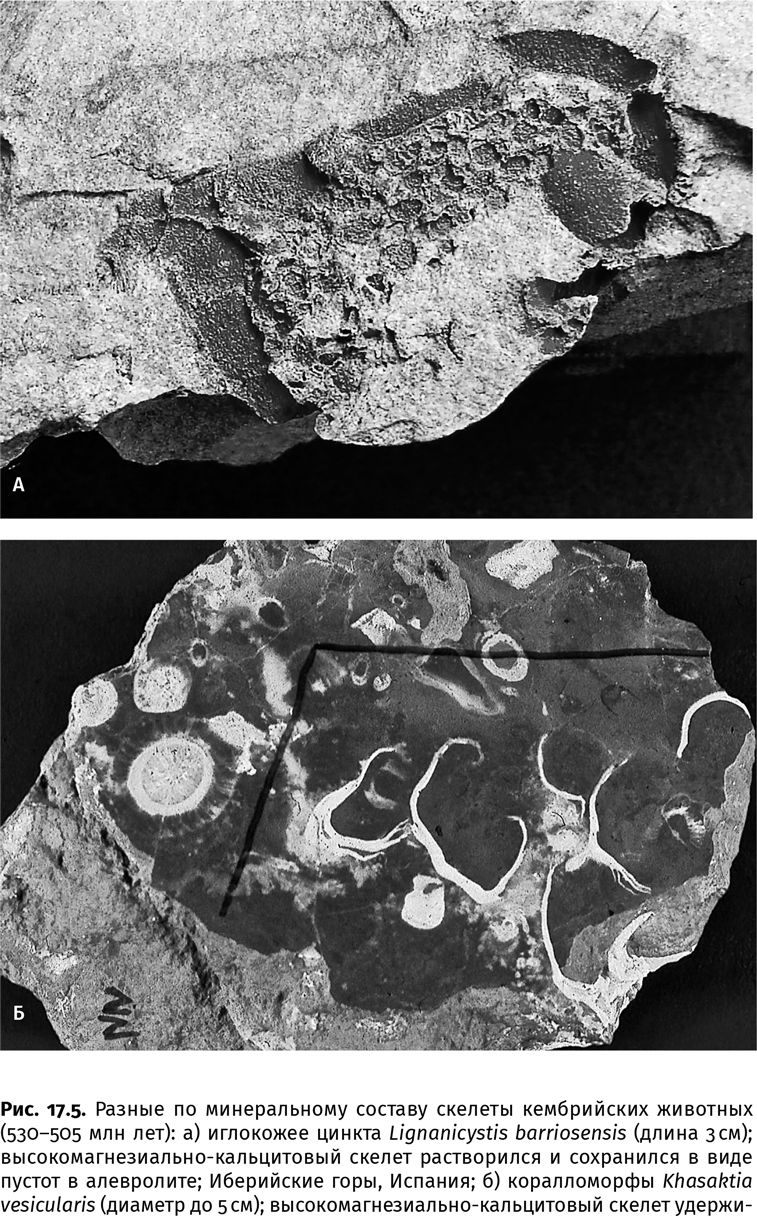 Иллюстрация к книге — Сотворение Земли. Как живые организмы создали наш мир [i_047.jpg]