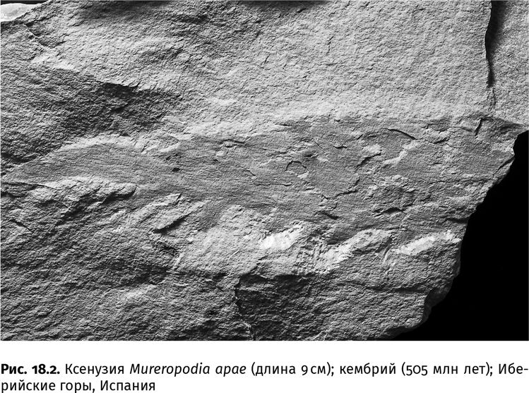 Иллюстрация к книге — Сотворение Земли. Как живые организмы создали наш мир [i_054.jpg]