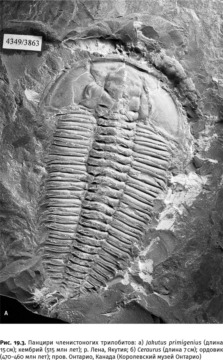 Иллюстрация к книге — Сотворение Земли. Как живые организмы создали наш мир [i_057.jpg]