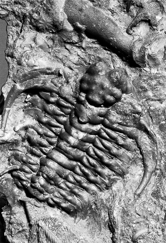 Иллюстрация к книге — Сотворение Земли. Как живые организмы создали наш мир [i_058.jpg]