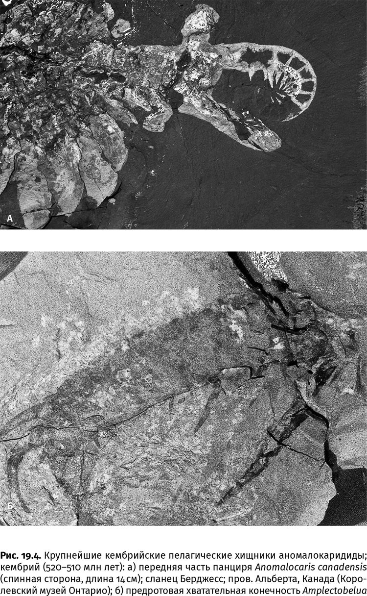 Иллюстрация к книге — Сотворение Земли. Как живые организмы создали наш мир [i_059.jpg]