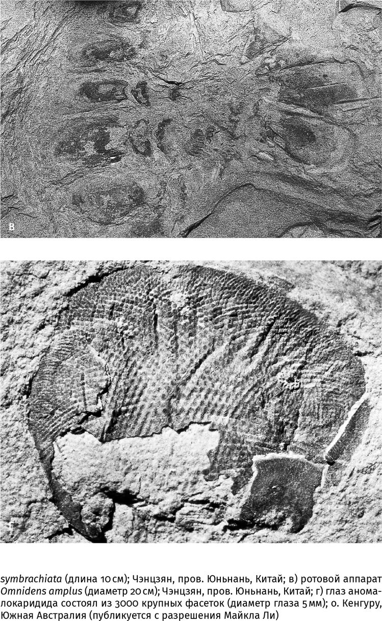 Иллюстрация к книге — Сотворение Земли. Как живые организмы создали наш мир [i_060.jpg]