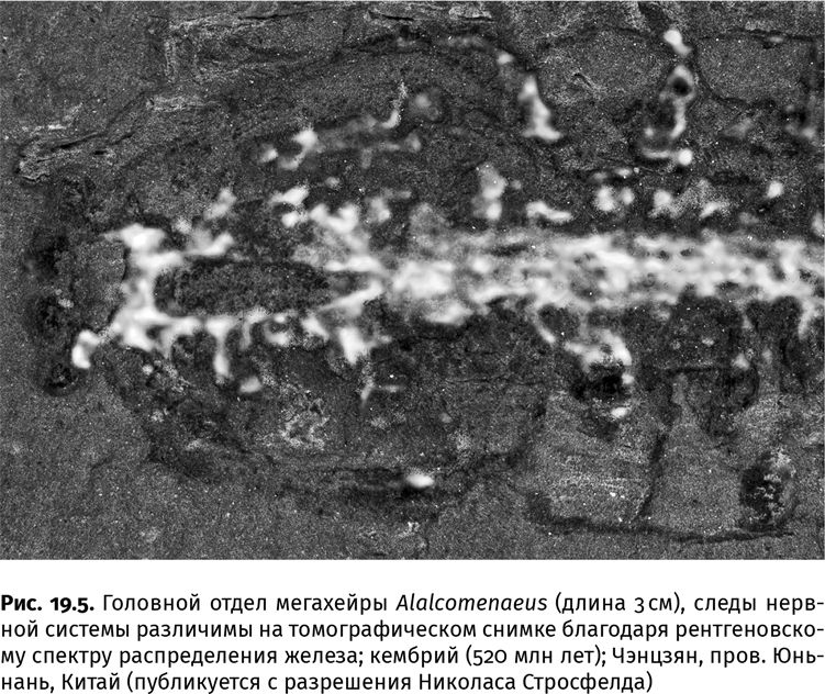 Иллюстрация к книге — Сотворение Земли. Как живые организмы создали наш мир [i_061.jpg]