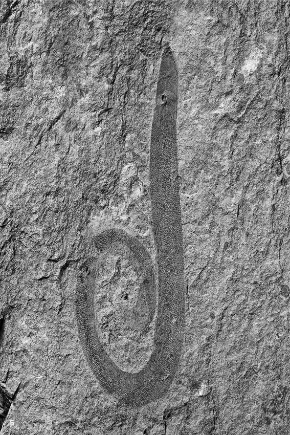 Иллюстрация к книге — Сотворение Земли. Как живые организмы создали наш мир [i_063.jpg]