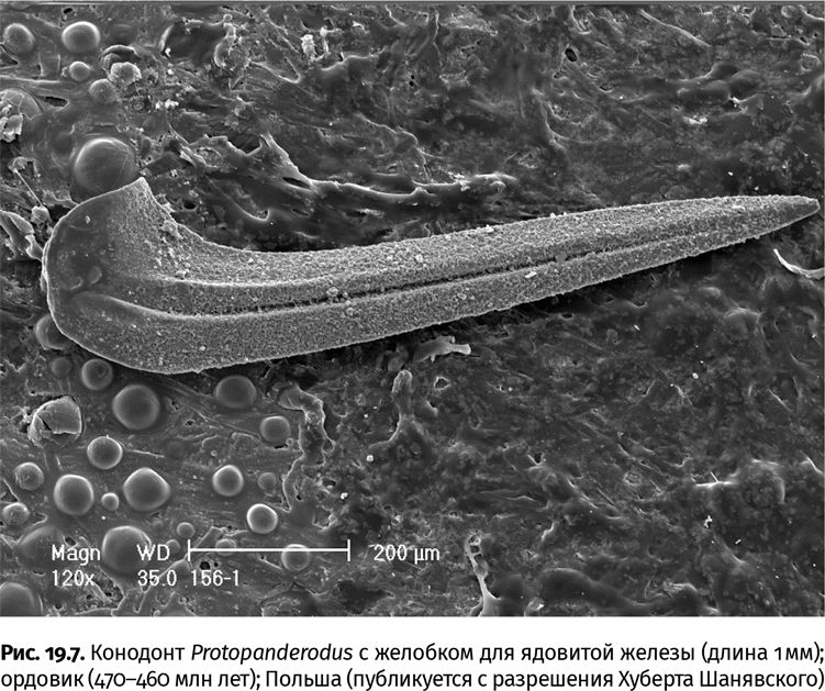 Иллюстрация к книге — Сотворение Земли. Как живые организмы создали наш мир [i_064.jpg]