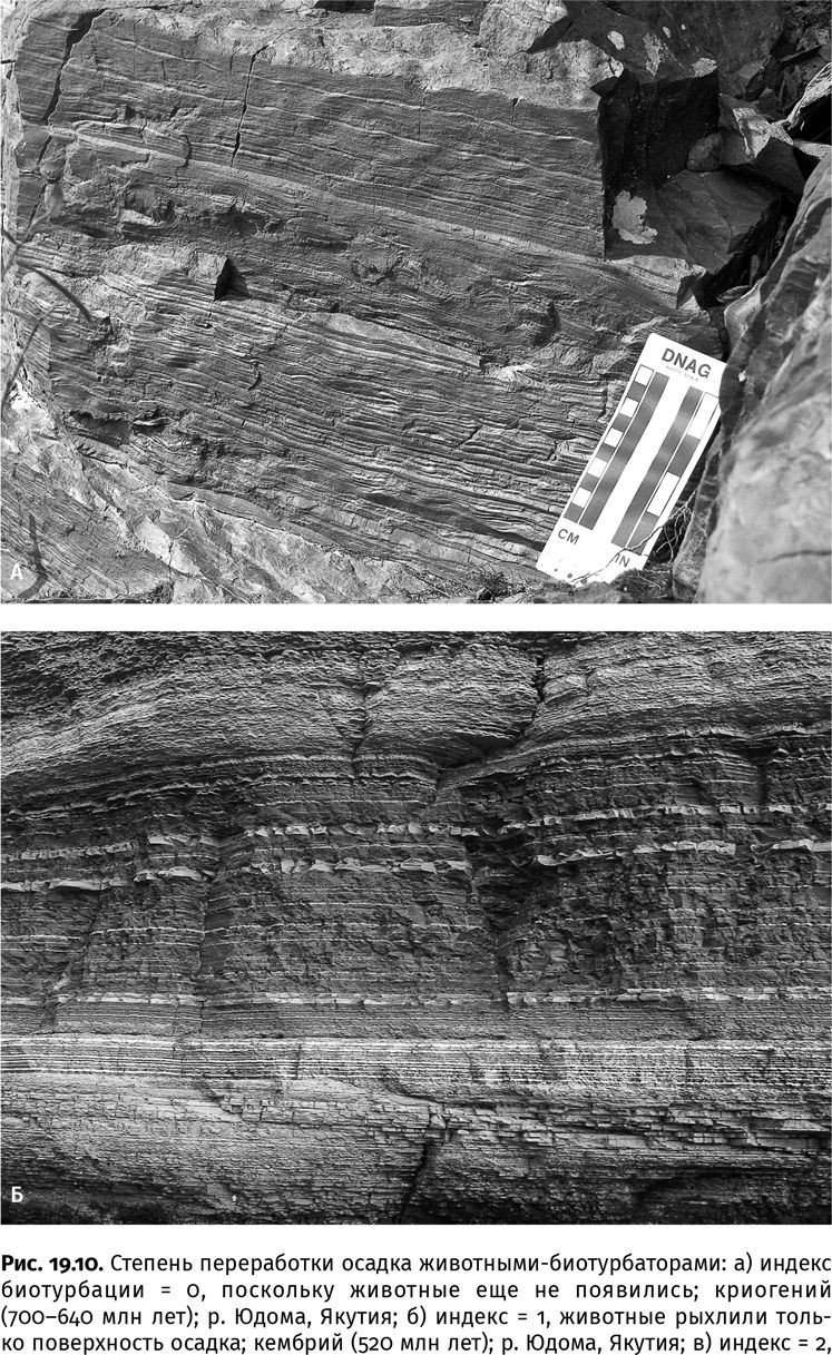 Иллюстрация к книге — Сотворение Земли. Как живые организмы создали наш мир [i_067.jpg]