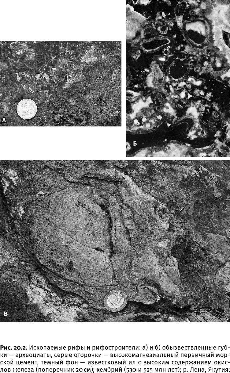 Иллюстрация к книге — Сотворение Земли. Как живые организмы создали наш мир [i_070.jpg]