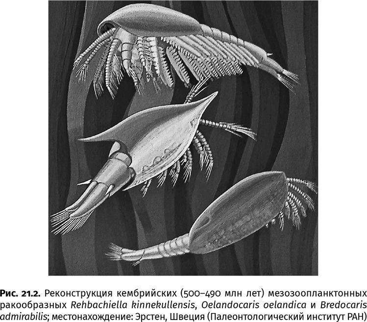 Иллюстрация к книге — Сотворение Земли. Как живые организмы создали наш мир [i_073.jpg]