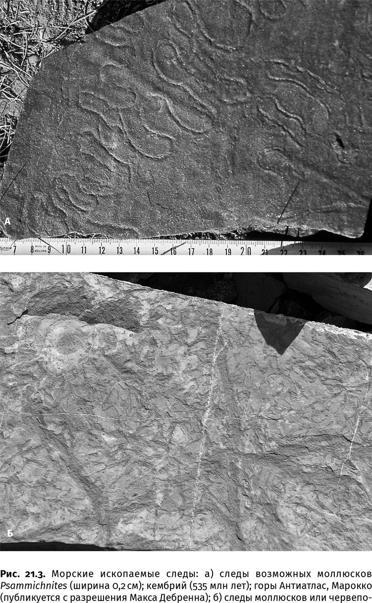 Иллюстрация к книге — Сотворение Земли. Как живые организмы создали наш мир [i_074.jpg]