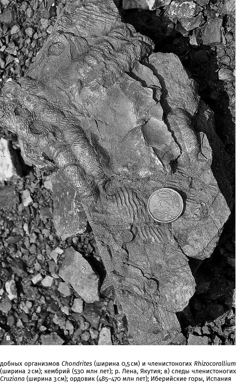 Иллюстрация к книге — Сотворение Земли. Как живые организмы создали наш мир [i_075.jpg]