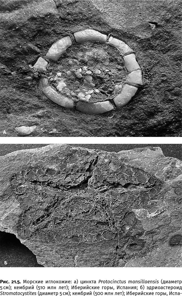 Иллюстрация к книге — Сотворение Земли. Как живые организмы создали наш мир [i_077.jpg]