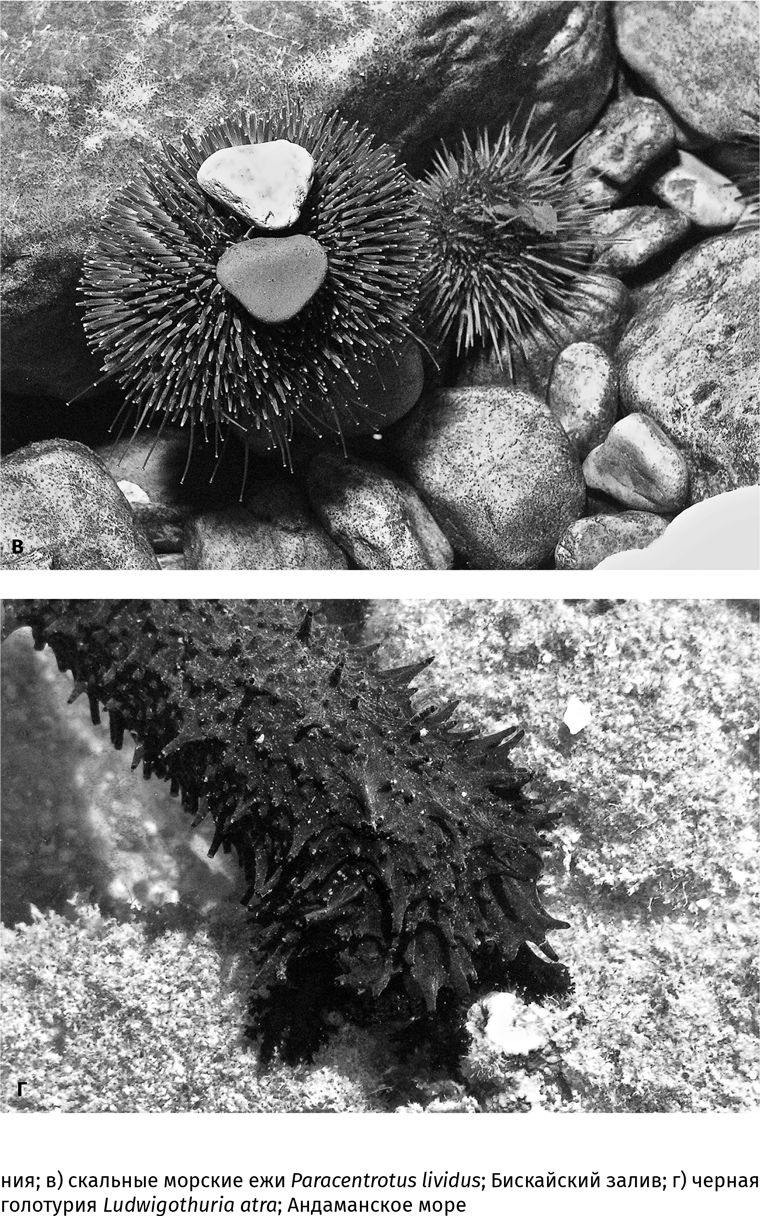 Иллюстрация к книге — Сотворение Земли. Как живые организмы создали наш мир [i_078.jpg]