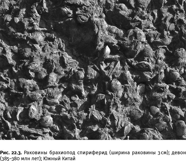 Иллюстрация к книге — Сотворение Земли. Как живые организмы создали наш мир [i_082.jpg]