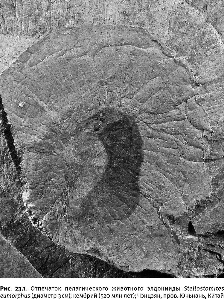 Иллюстрация к книге — Сотворение Земли. Как живые организмы создали наш мир [i_083.jpg]