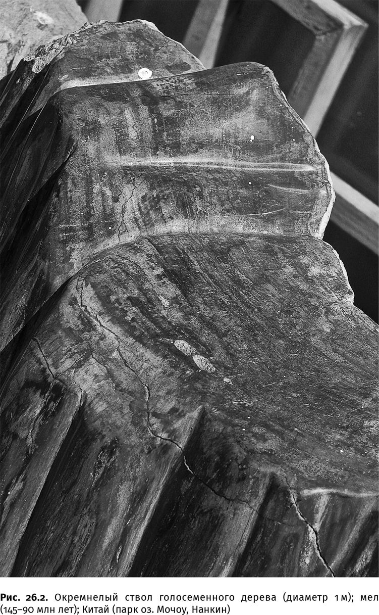 Иллюстрация к книге — Сотворение Земли. Как живые организмы создали наш мир [i_090.jpg]