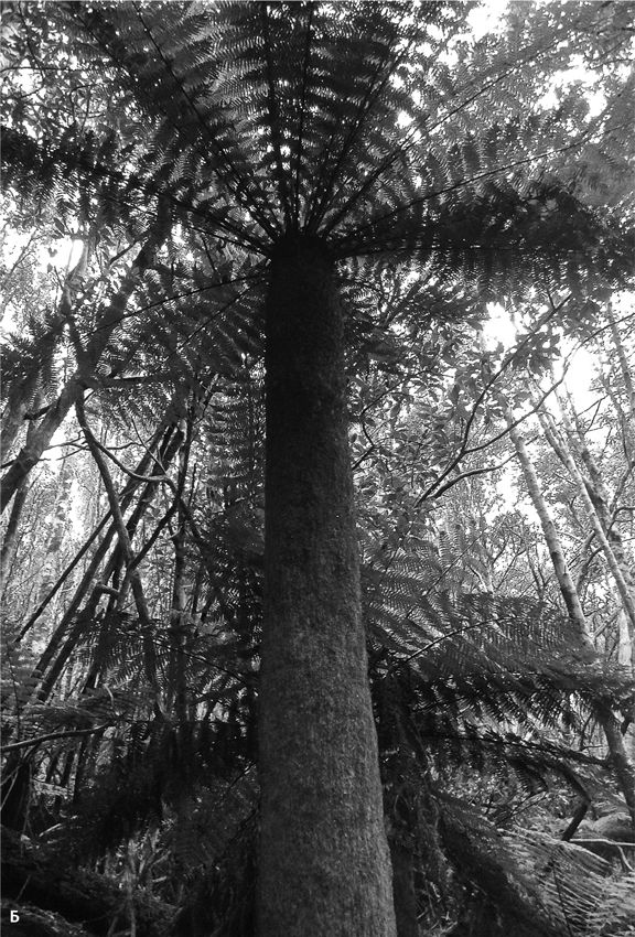 Иллюстрация к книге — Сотворение Земли. Как живые организмы создали наш мир [i_092.jpg]