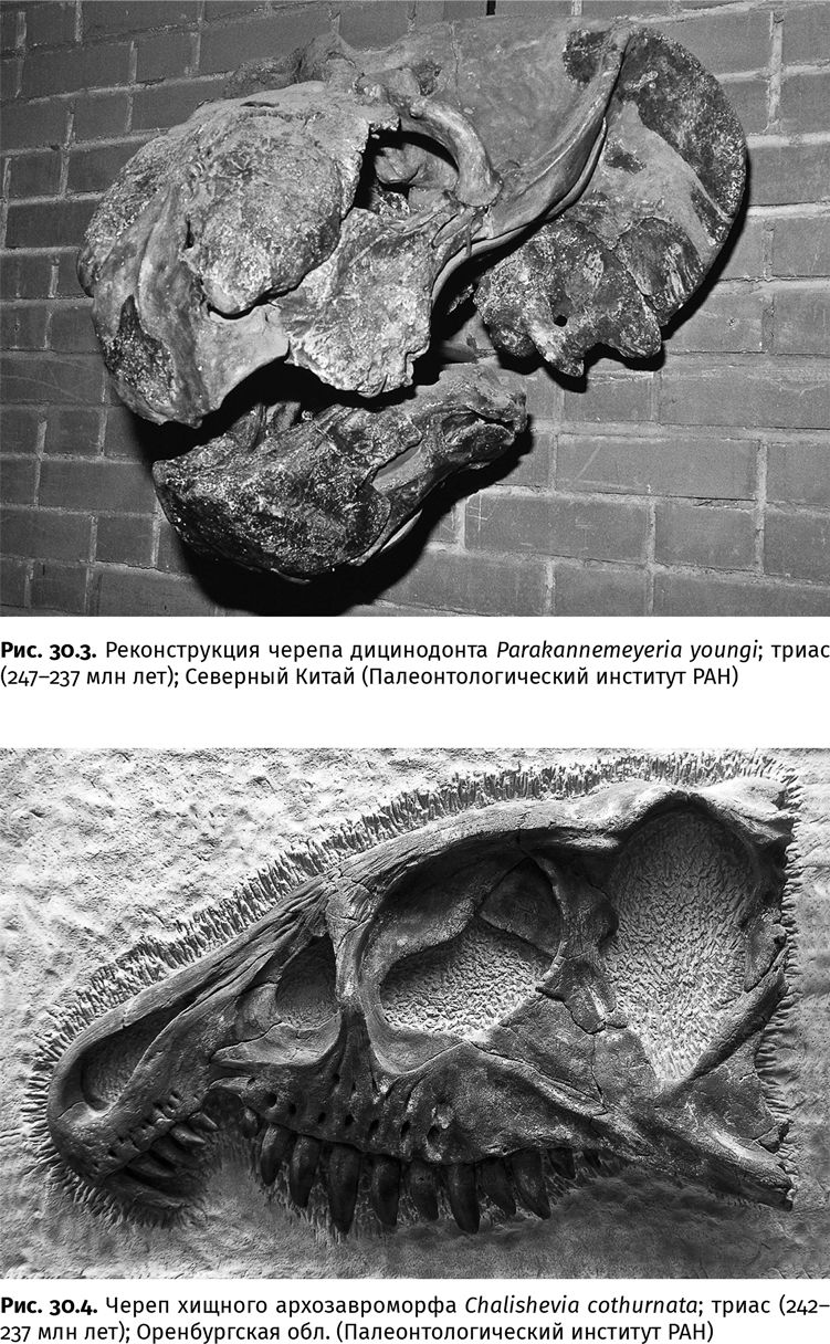 Иллюстрация к книге — Сотворение Земли. Как живые организмы создали наш мир [i_099.jpg]