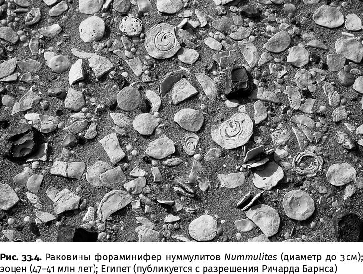 Иллюстрация к книге — Сотворение Земли. Как живые организмы создали наш мир [i_106.jpg]