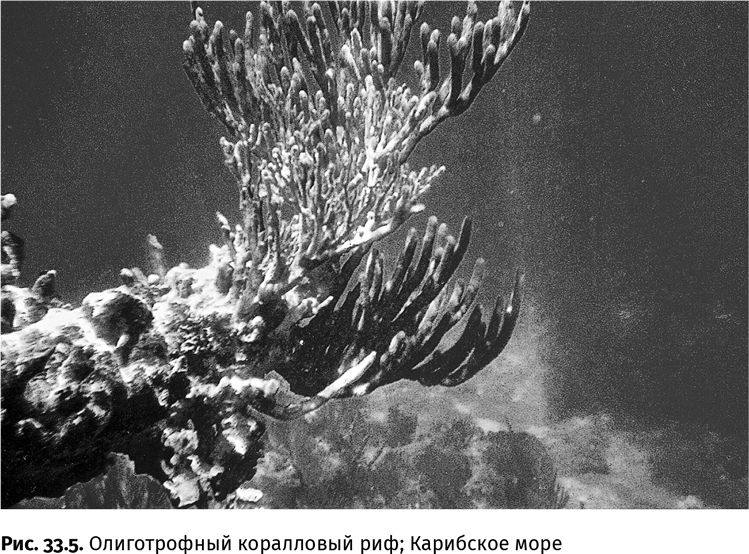 Иллюстрация к книге — Сотворение Земли. Как живые организмы создали наш мир [i_107.jpg]