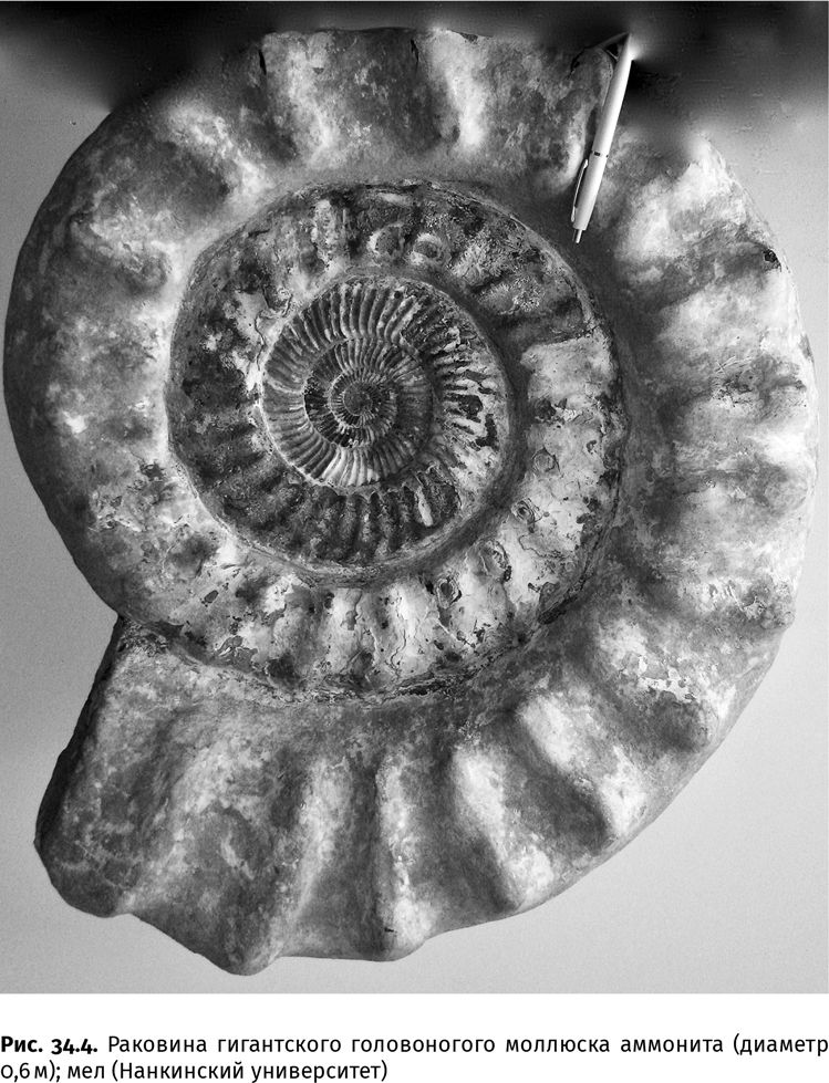 Иллюстрация к книге — Сотворение Земли. Как живые организмы создали наш мир [i_111.jpg]