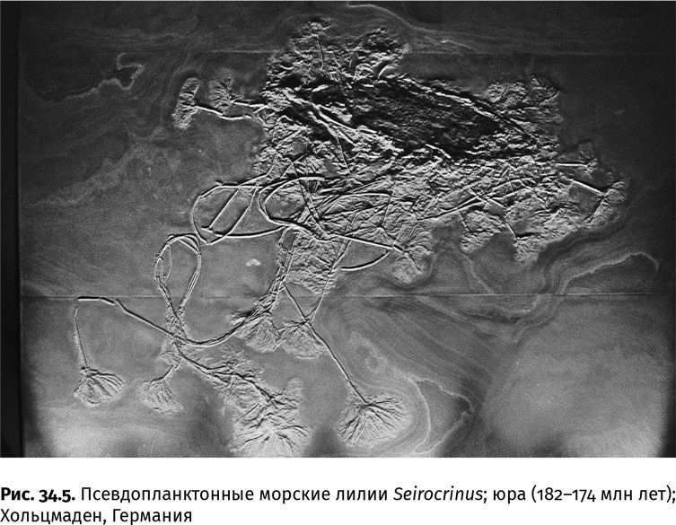 Иллюстрация к книге — Сотворение Земли. Как живые организмы создали наш мир [i_112.jpg]