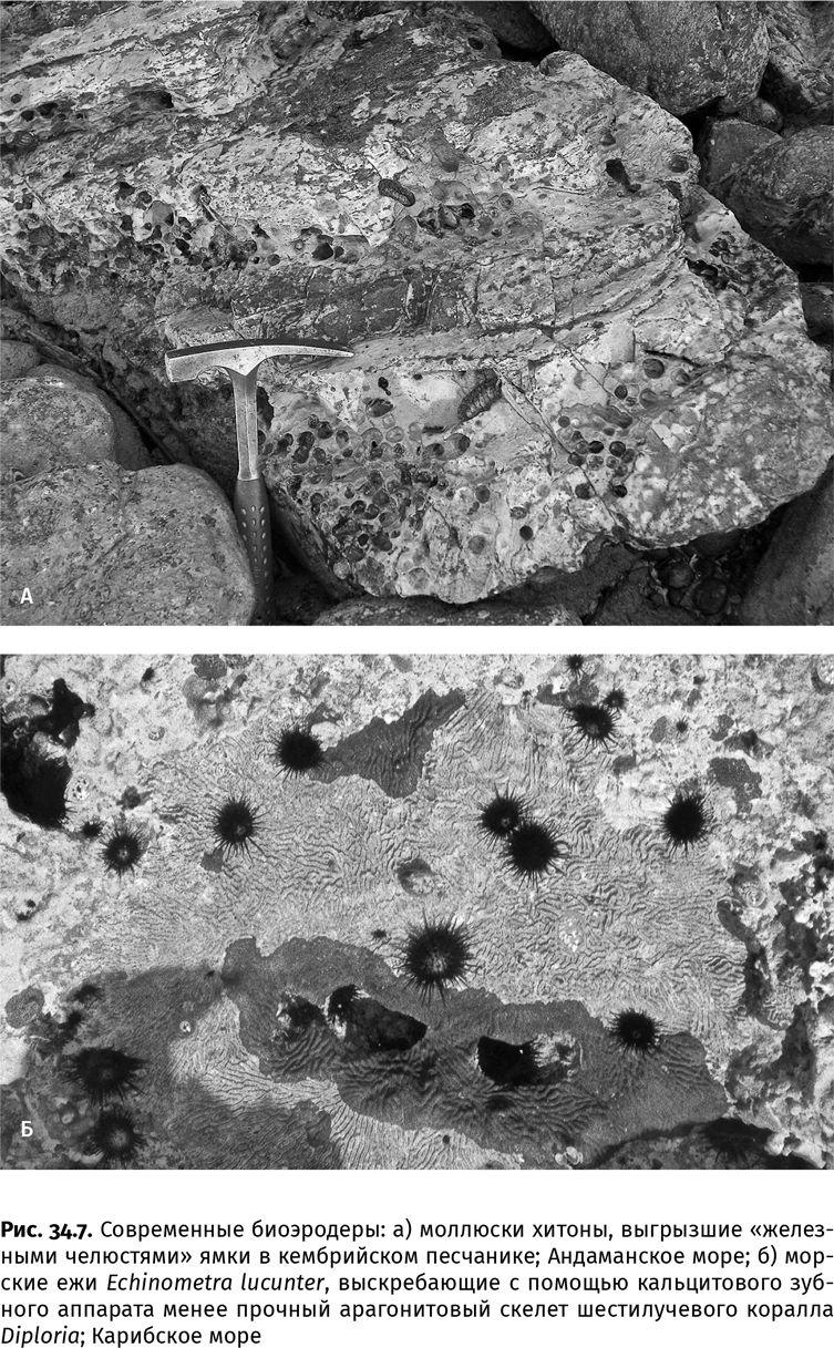 Иллюстрация к книге — Сотворение Земли. Как живые организмы создали наш мир [i_114.jpg]