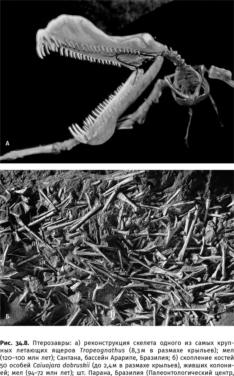 Иллюстрация к книге — Сотворение Земли. Как живые организмы создали наш мир [i_115.jpg]