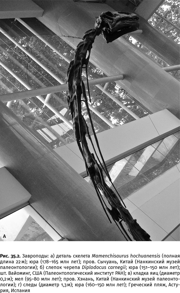 Иллюстрация к книге — Сотворение Земли. Как живые организмы создали наш мир [i_119.jpg]