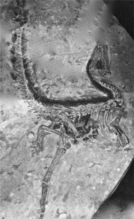 Иллюстрация к книге — Сотворение Земли. Как живые организмы создали наш мир [i_124.jpg]