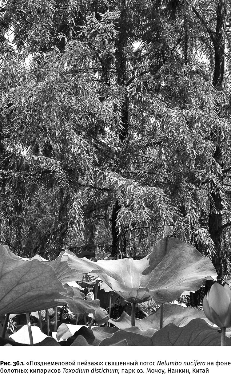 Иллюстрация к книге — Сотворение Земли. Как живые организмы создали наш мир [i_126.jpg]