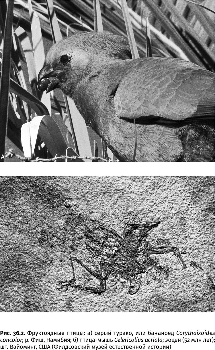 Иллюстрация к книге — Сотворение Земли. Как живые организмы создали наш мир [i_127.jpg]