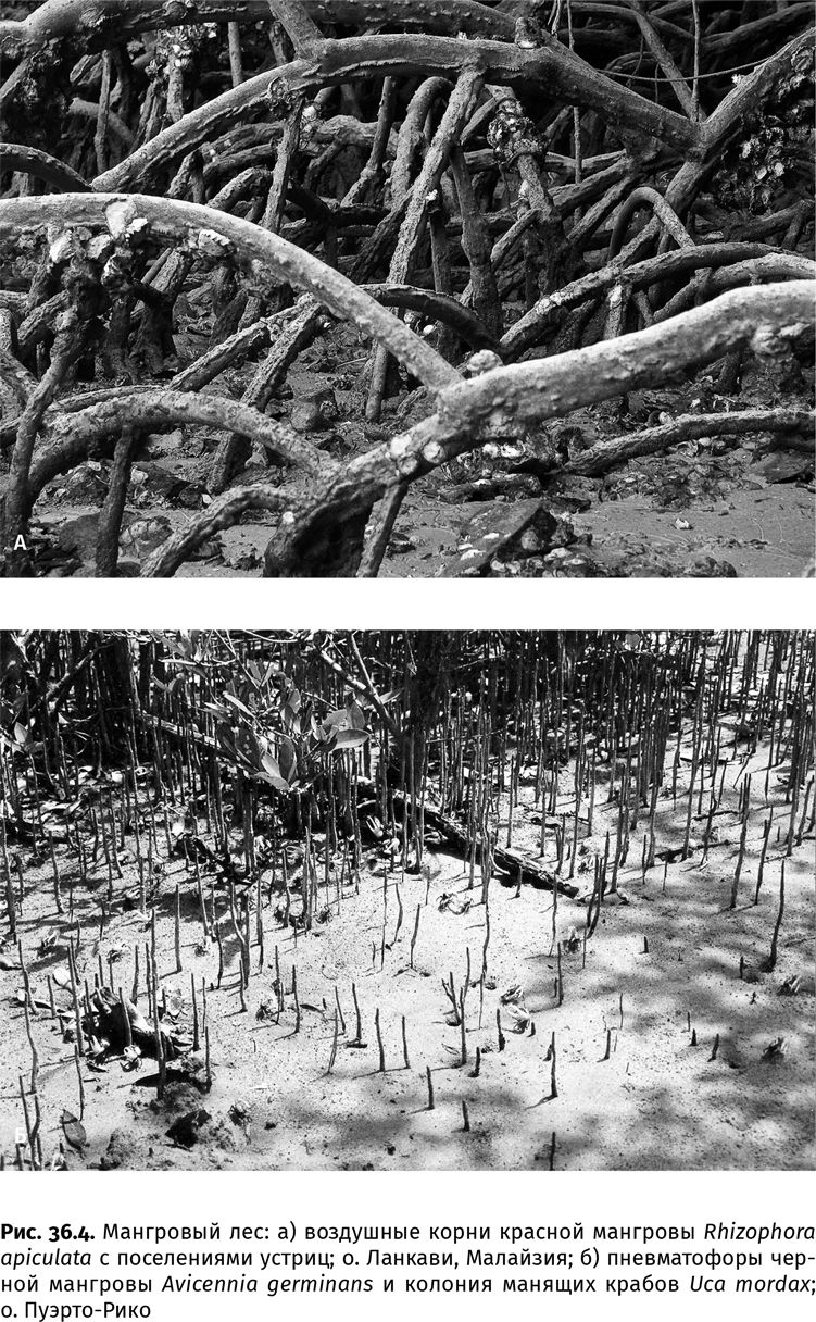 Иллюстрация к книге — Сотворение Земли. Как живые организмы создали наш мир [i_130.jpg]