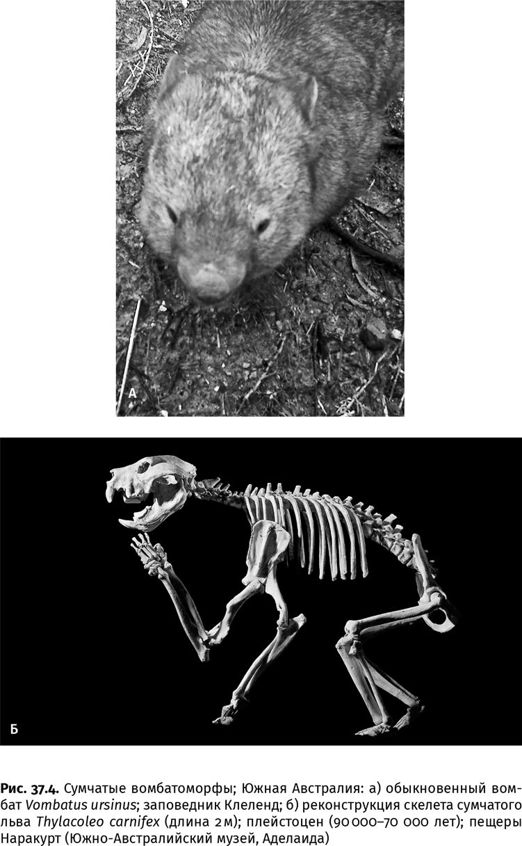 Иллюстрация к книге — Сотворение Земли. Как живые организмы создали наш мир [i_134.jpg]